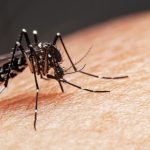 ডেঙ্গু রোগের লক্ষণ ও চিকিৎসা